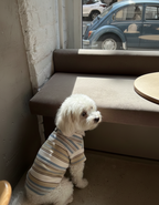 Small white dog wearing a striped sweater sitting on the floor in a cafe.