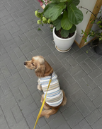 Dog on a leash standing on a gray tiled floor with plants in the background